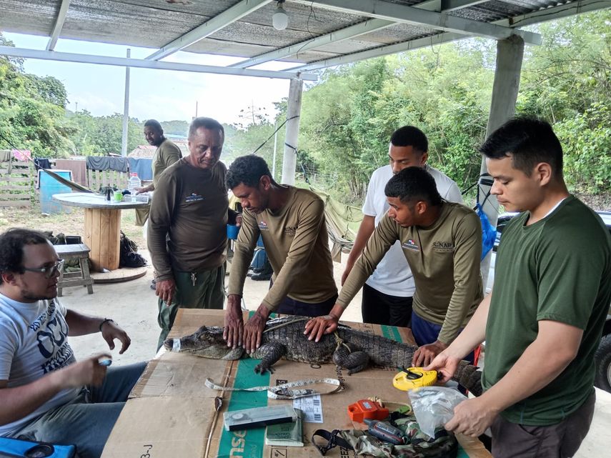 Panamá ya cuenta con un protocolo para el manejo de cocodrilos en áreas pobladas