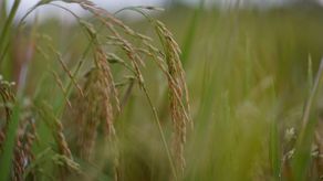 MIDA mantiene deuda de más de $21 millones con productores de arroz