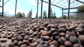 Best Of Panama será en Valle Escondido, Boquete con la participación de 55 productores de café del país.