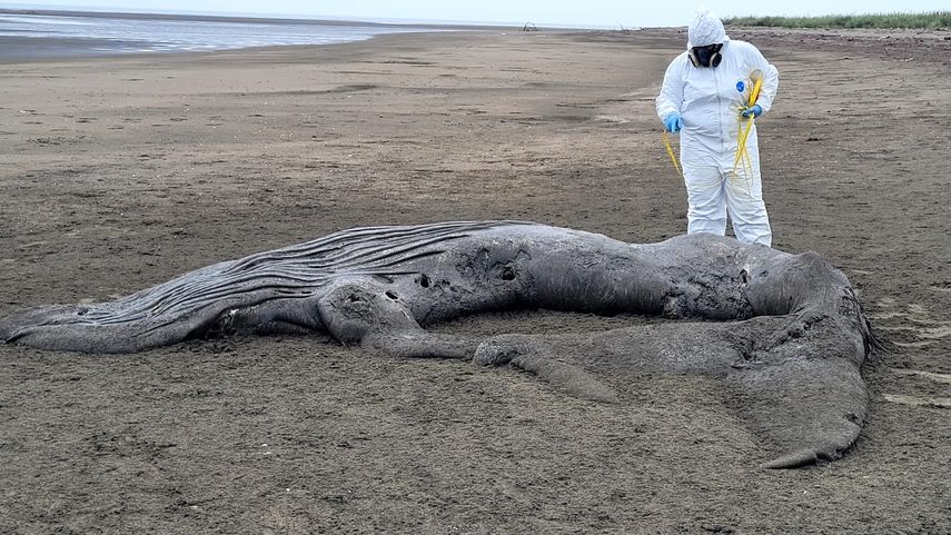 MiAmbiente: muere cría de ballena jorobada