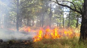 Según informes de MiAmbiente, los distritos de Tierras Altas Boquete David y Dolega son los que registran el mayor número de hectáreas quemadas.