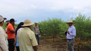 En Chiriquí avanzan investigaciones para un mejor manejo en plantaciones de guandú