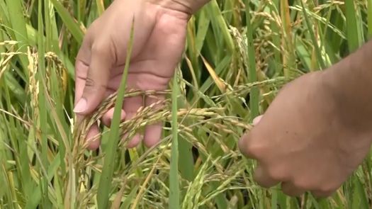 Productores de Chiriquí fueron capacitados por el IDIAP en un sistema de manejo integrado en el cultivo del arroz para mejorar rendimientos y minimizar costos de insumos.