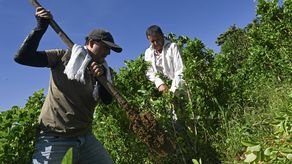 Pagar por arrancar coca: la apuesta de Colombia para golpear al narcotráfico