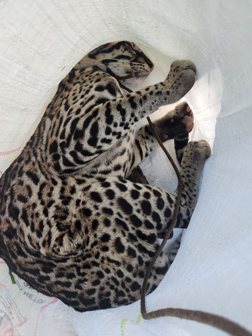 Ocelote rescatado en Bugaba podría haber estado en cautiverio. Ocelote rescatado en Bugaba podría haber estado en cautiverio.