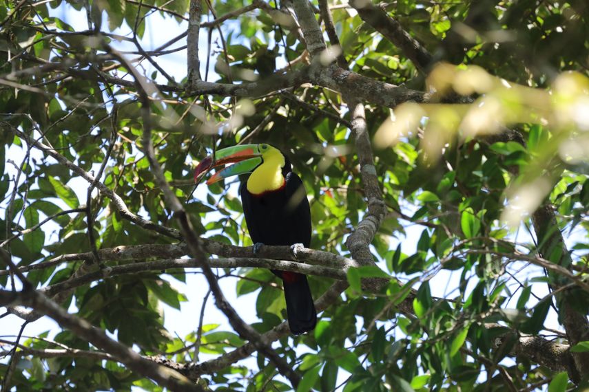 October Big Day: Panamá refuerza su liderazgo mundial en avistamiento de aves