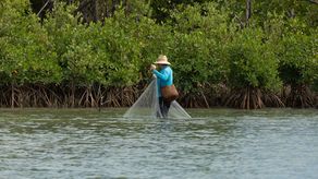 Panamá: Presentan proyecto para salvaguardar los manglares
