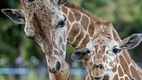 Costa Rica cierra los zoológicos estatales tras 11 años de litigios
