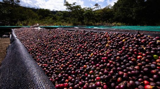 Café Geisha de Panamá rompe barreras en subasta 2022