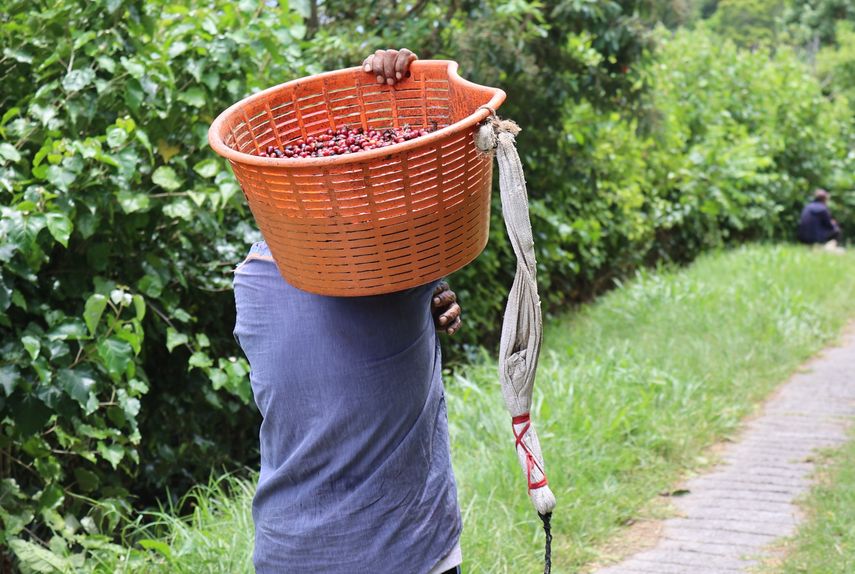 El café panameño de variedad geisha, considerado de lujo, de la Hacienda La Esmeralda, logró imponerse este jueves en una subasta electrónica privada al ser comprado a 7.532 dólares el kilogramo por la estadounidense George Howell Coffee Company. El café panameño de variedad geisha, considerado de lujo, de la Hacienda La Esmeralda, logró imponerse este jueves en una subasta electrónica privada al ser comprado a 7.532 dólares el kilogramo por la estadounidense George Howell Coffee Company.
