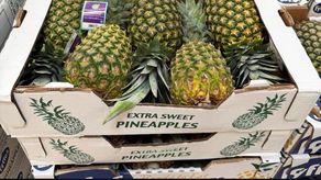 La piña panameña ya forma parte de la oferta de las tiendas Costco en Toronto, Canadá, como resultado del trabajo conjunto entre el Ministerio de Comercio e Industrias (MICI), el Ministerio de Relaciones Exteriores (MIRE), a través de la Embajada de Panamá en Canadá, y el sector productivo nacional.