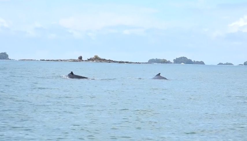 Cientos de turistas se dan cita año tras año en Chiriquí para el avistamiento de ballenas en esta época.
