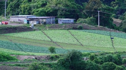 Esta semana se realizó un seminario taller sobre el control de plagas en hortalizas producidas en Tierras Altas como inicio al proyecto que ejecuta el IDIAP con el financiamiento de la SENACYT.