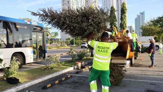 Habilitan tres centros de acopio para la recolección de árboles navideños