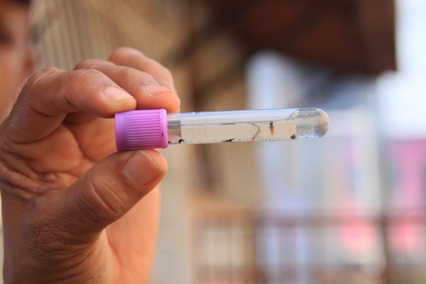 Bolivia reporta brote de dengue más severo desde la pandemia