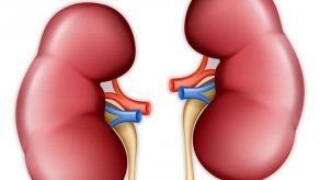 Fabrican estructuras renales embrionarias a partir de células madre humanas