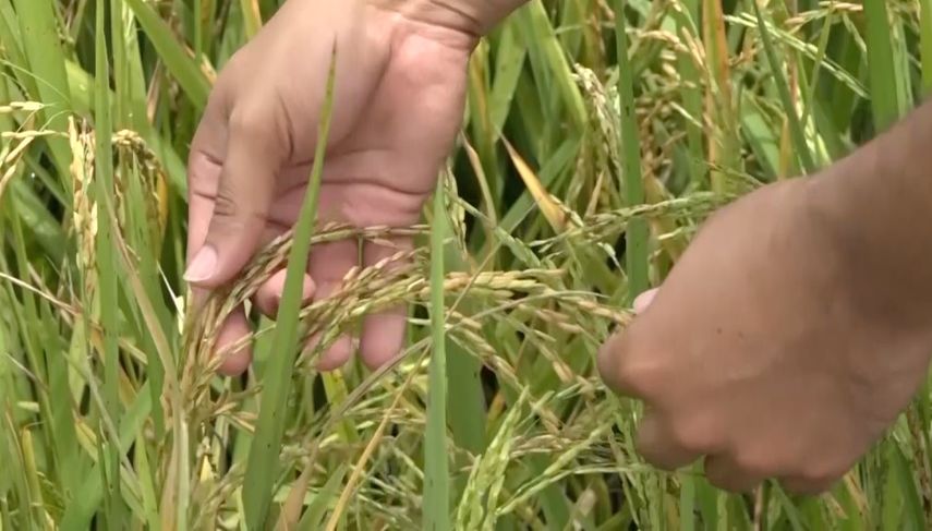 Productores de Chiriquí fueron capacitados por el IDIAP en un sistema de manejo integrado en el cultivo del arroz para mejorar rendimientos y minimizar costos de insumos.