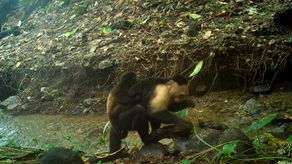 Monos aburridos secuestran crías de otra especie en una isla del Pacífico de Panamá