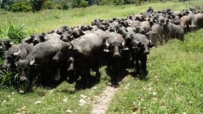 ISA: La producción y cría de búfalos toma impulso en Panamá