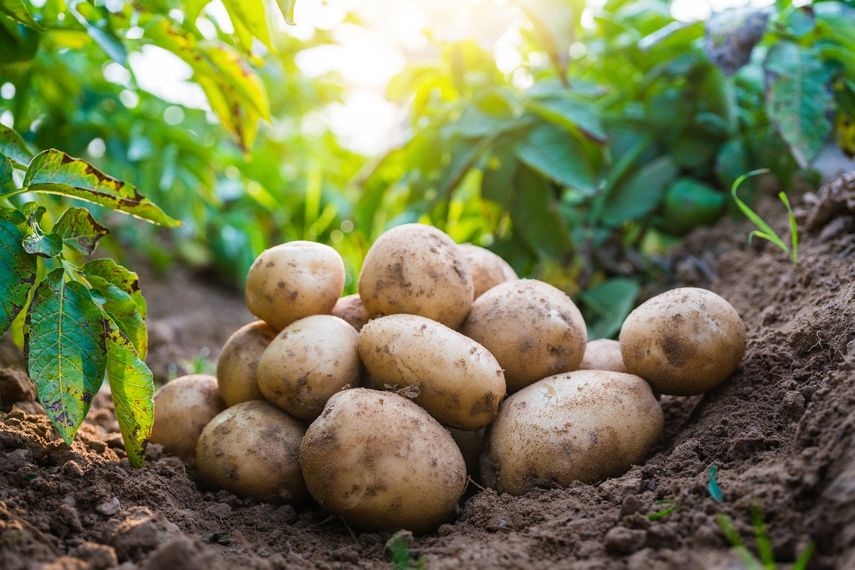 Panamá asegurará el abastecimiento de papa con importación desde Canadá. Panamá asegurará el abastecimiento de papa con importación desde Canadá.