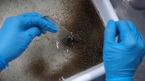 Casos de dengue en Río de Janeiro. AFP