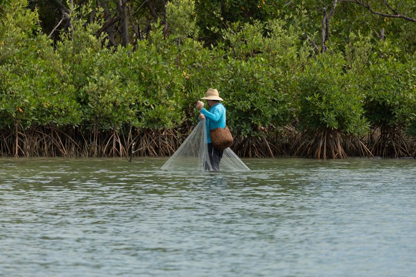 Panamá da pasos para medir el carbono azul de sus manglares. Panamá da pasos para medir el carbono azul de sus manglares.