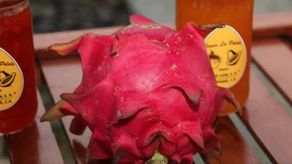 La pitahaya, fruta exótica, conocida también como fruta de dragón.