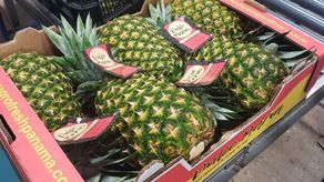 Piña producida en Panamá será exportada a mercados de Nueva Zelanda