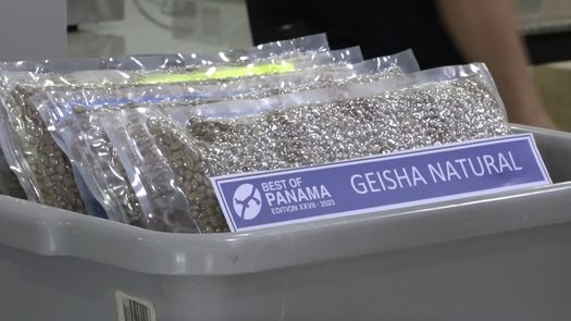 Los 191 lotes de Best of Panama serán sometidos al escrutinio de 21 jueces nacionales en la cata nacional que será del 22 al 26 de mayo y por 19 jueces internacionales en la cata internacional que será del 29 de mayo al 3 de junio.