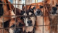 Un escándalo por 15 mil perros sacrificados desvela la crueldad en las perreras en Rumanía Un escándalo por 15 mil perros sacrificados desvela la crueldad en las perreras en Rumanía