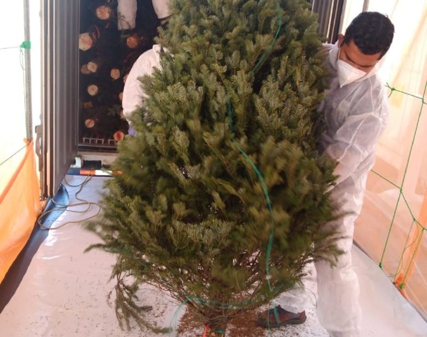 Inflación no frena venta de árboles de Navidad en EEUU.