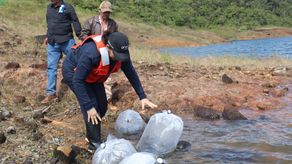 El subadministrador de la ARAP, Hamed Tuñon, destacó que la actividad es parte de una alianza público-privada en donde Enel Green Power Panamá compró los alevines de tilapia azul&nbsp; en la provincia de Chiriquí.