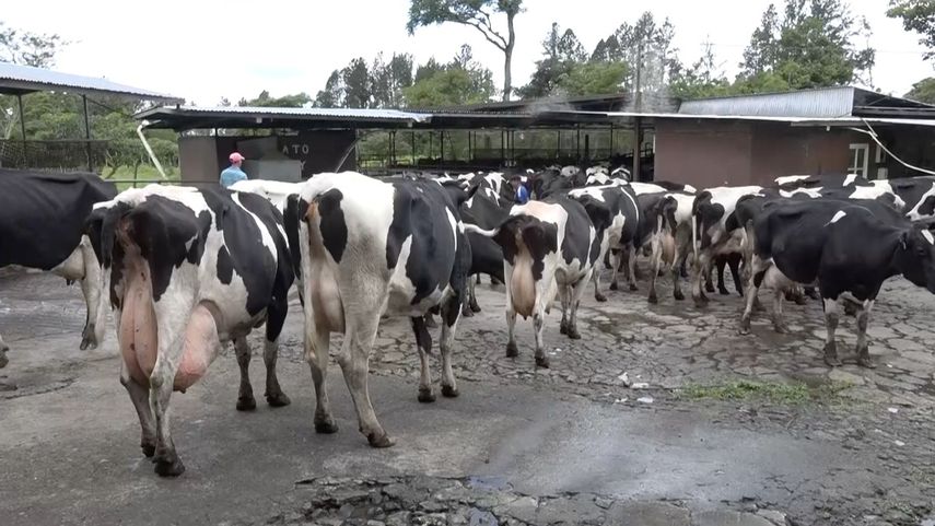 Productores lecheros enviaron una nota al ministro del MIDA para solicitar el precio de compra de leche grado A en 0.95 centavos por litro.