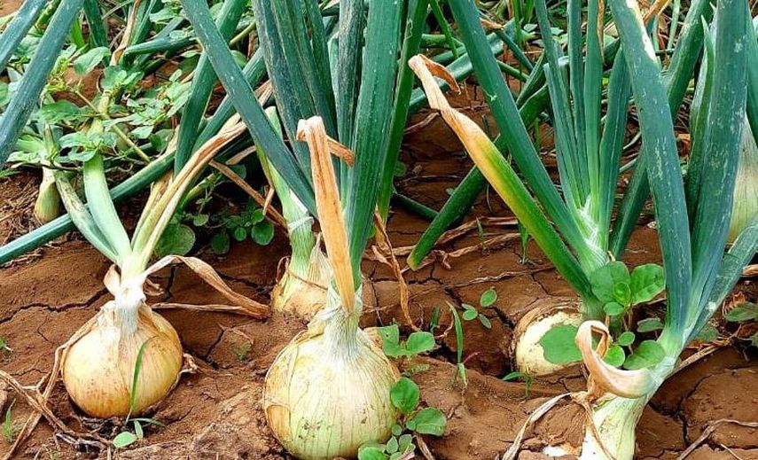 Con estos pagos se verán beneficiados un total de 348 productores pertenecientes a cuatro distintas agrupaciones de la provincia de Coclé. Con estos pagos se verán beneficiados un total de 348 productores pertenecientes a cuatro distintas agrupaciones de la provincia de Coclé.