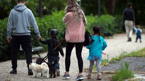 Custodia compartida para animales de compañía en caso de divorcio en España