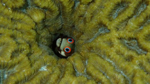 El análisis de la “caja negra” de peces fosilizados en dos arrecifes de coral del Caribe, en Panamá y la República Dominicana, ha evidenciado el declive actual de la biodiversidad en estos ecosistemas, donde la cadena trófica se ha reducido en un 70% respecto a tiempos prehistóricos.