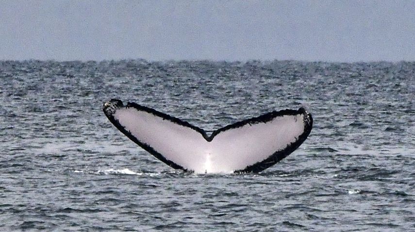Ballenas jorobadas cantan menos con aumento de su población