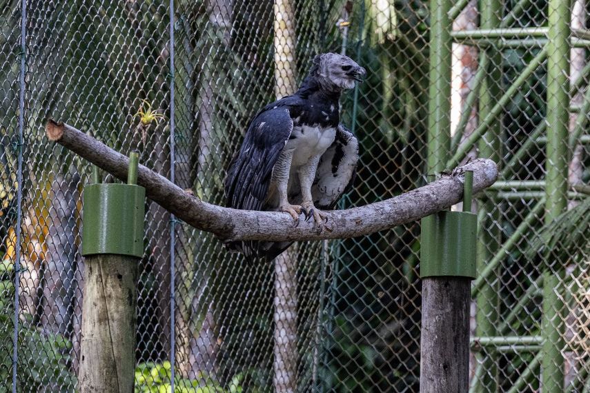 El águila harpía Panamá regresa a su recinto remodelado en el Parque Summit
