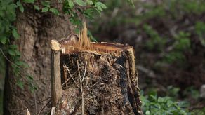 Degradación de los bosques en Latinoamérica es peor que hace 30 años por el desarrollo
