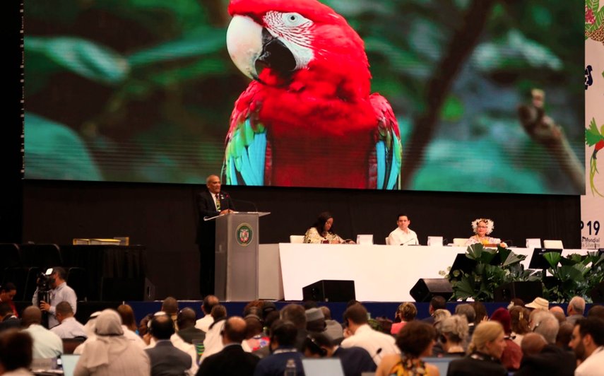 CITES en Panamá impactará economía en más de $17 millones