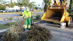 Etesa y Alcaldía promueven reciclaje de arbolitos de Navidad