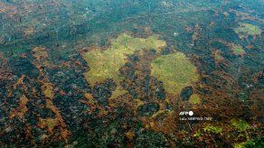 La Amazonia perdió 8% de su territorio en 18 años por deforestación