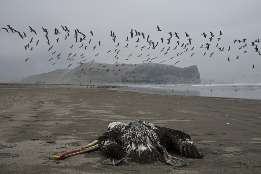Perú elevó este lunes a más de 22.000 las aves marinas y costeras que han muerto, pelícanos en su mayoría, desde que surgió el brote de gripe aviar que golpea a países de América y Europa, reportaron las autoridades.