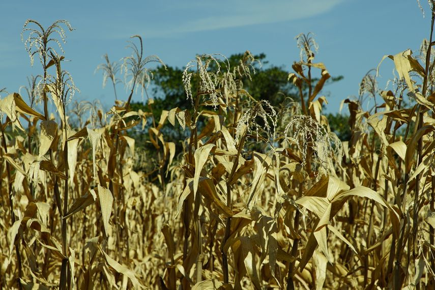 La superficie sembrada de arroz en Panamá presenta números positivos en comparación con el año pasado, a la misma fecha, al alcanzar 1,230 hectáreas más hasta este 17 de junio de 2022.
