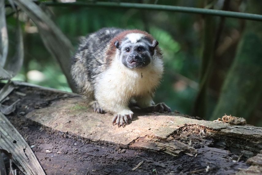 MiAmbiente realiza jornada de liberación de fauna silvestre