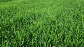 Productores ede arroz se las han ingeniado para mantecer esta actividad, pese a los obstáculos del clima.