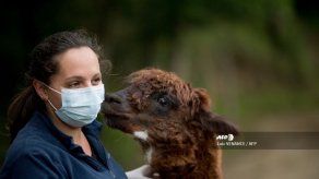 Alpacas pueden servir para bloquear nuevo coronavirus