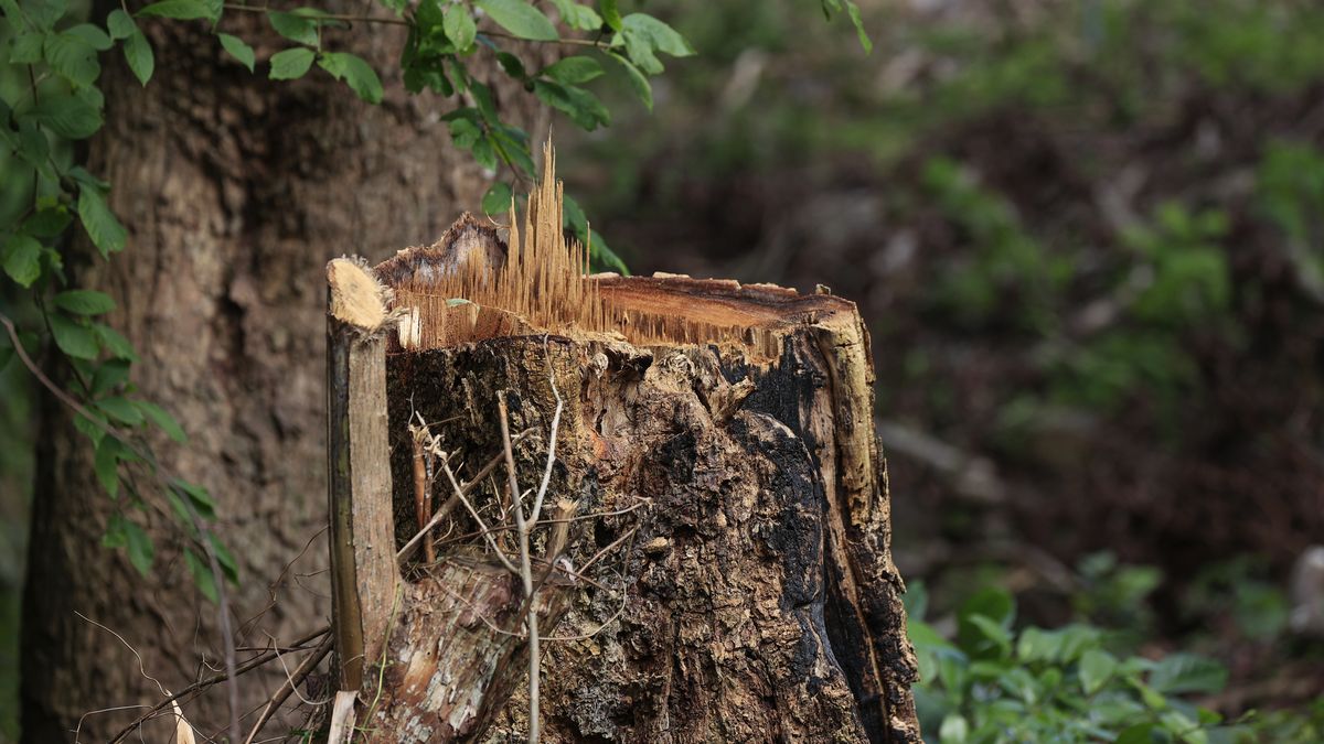 Degradación de los bosques en Latinoamérica es peor que hace 30 años por el desarrollo Degradación de los bosques en Latinoamérica es peor que hace 30 años por el desarrollo