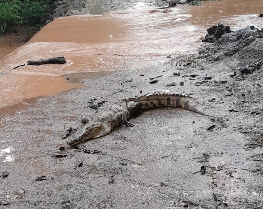 Panamá ya cuenta con un protocolo para el manejo de cocodrilos en áreas pobladas