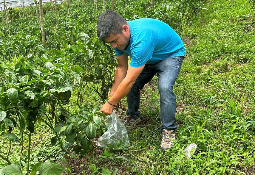 Chiriquí: MIDA atenderá quejas de plagas en varios rubros